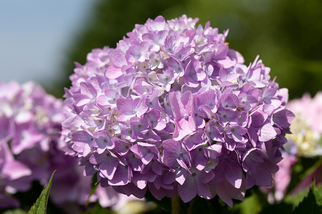 Hydrangea macrophylla, lila