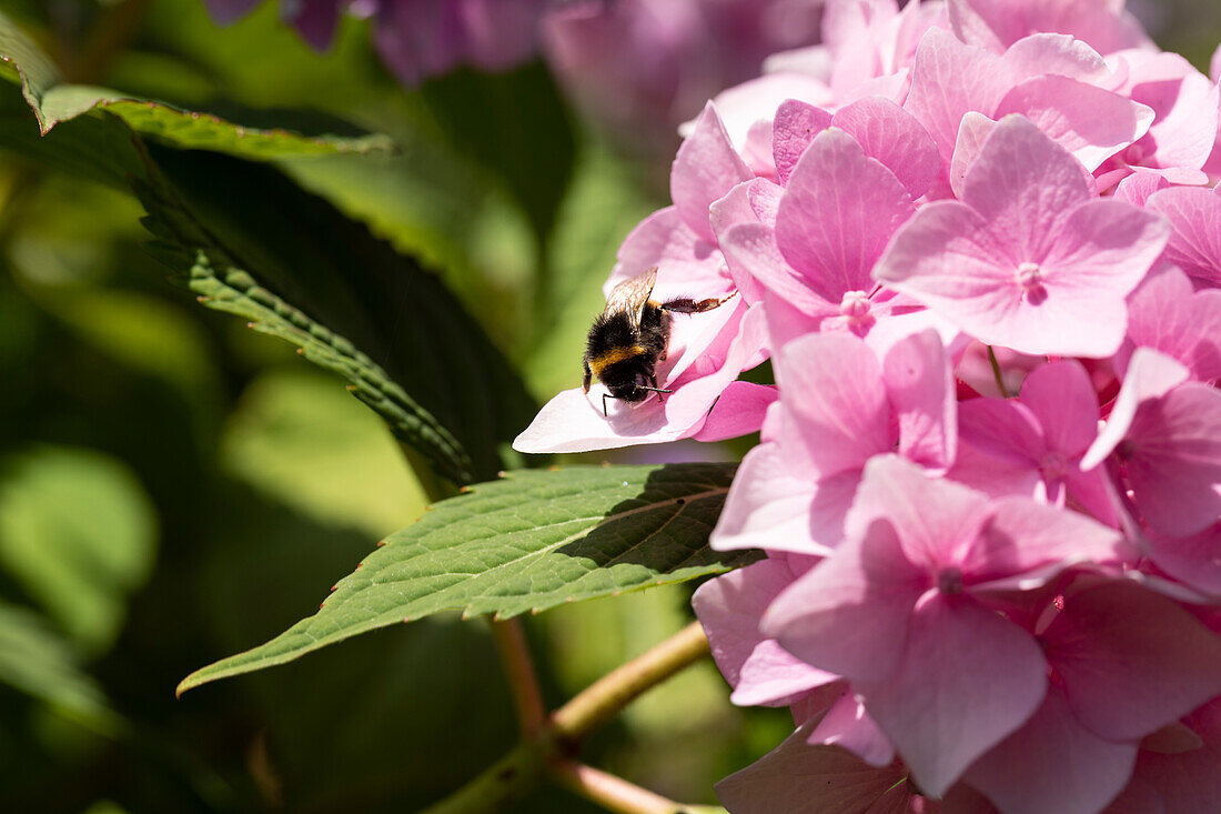 Hydrangea macrophylla, pink