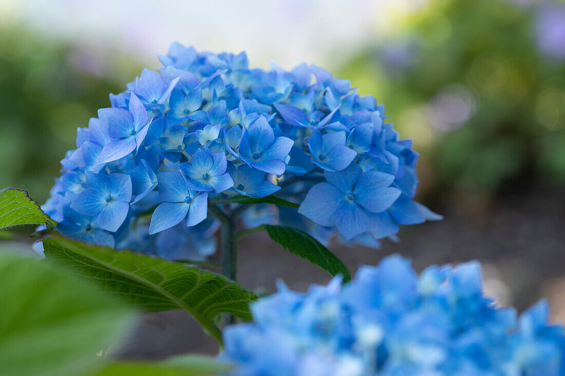 Hydrangea macrophylla, blau