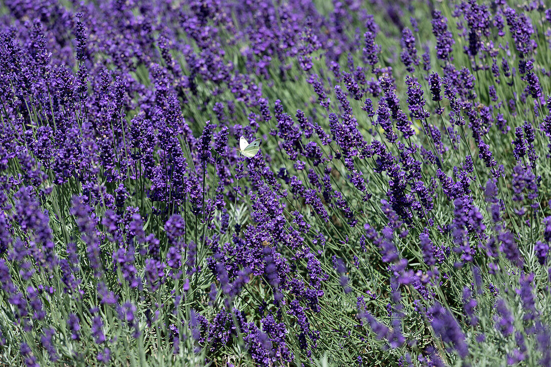 Lavandula angustifolia Hidcote Blue