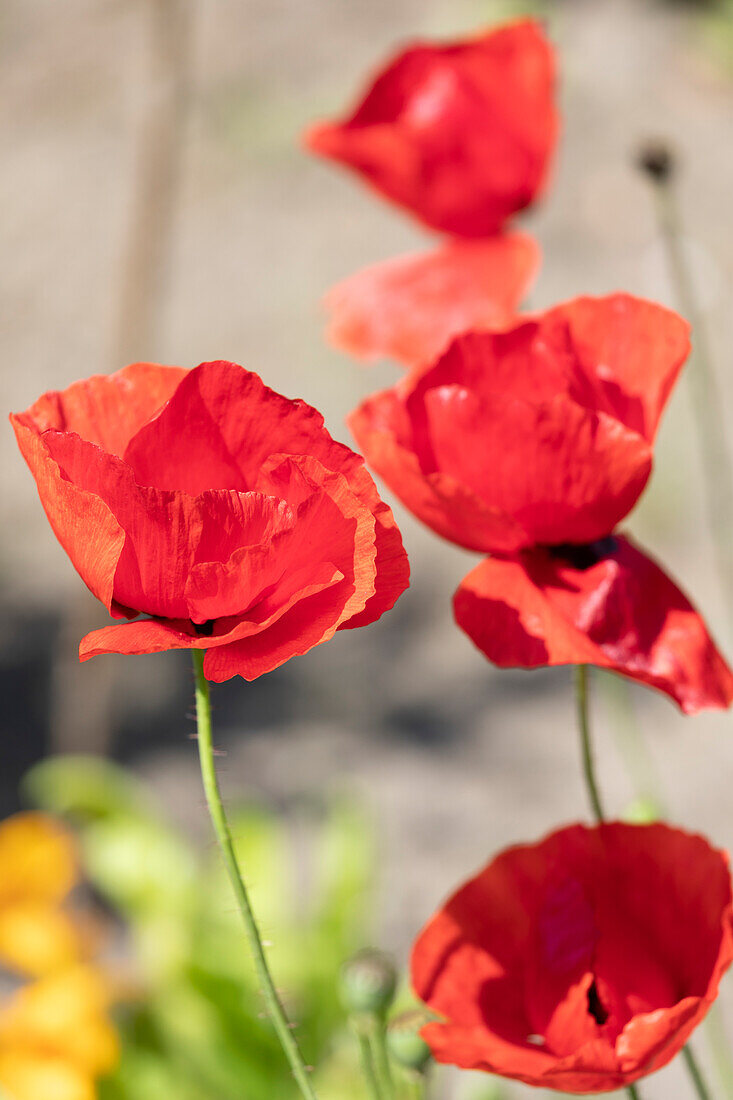 Papaver rhoeas