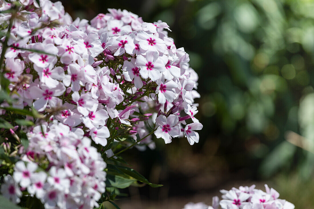 Phlox paniculata 'White Eye Flame'®