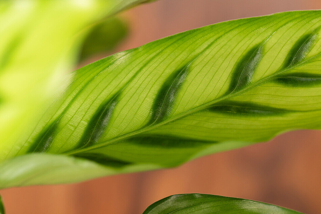 Calathea leopardina