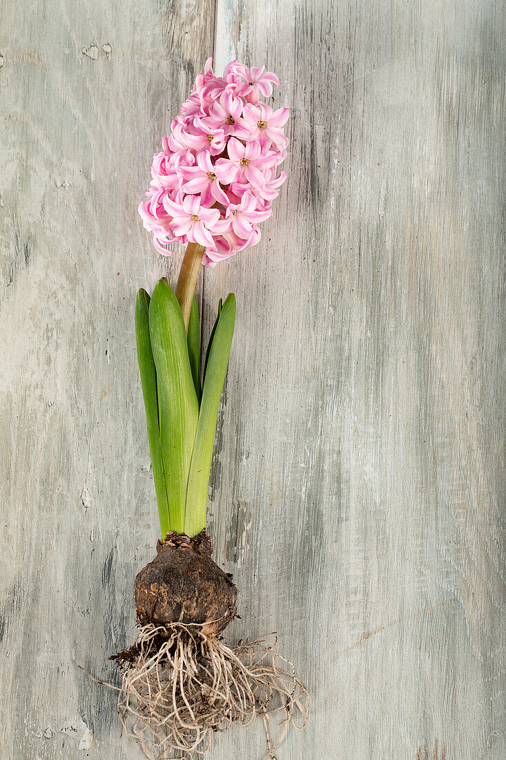 Hyacinthus