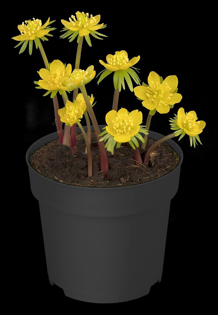 Eranthis hyemalis