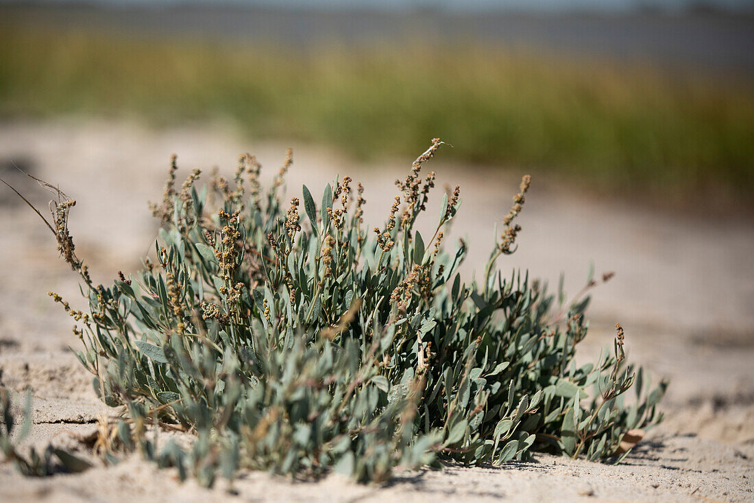 Halimione portulacoides