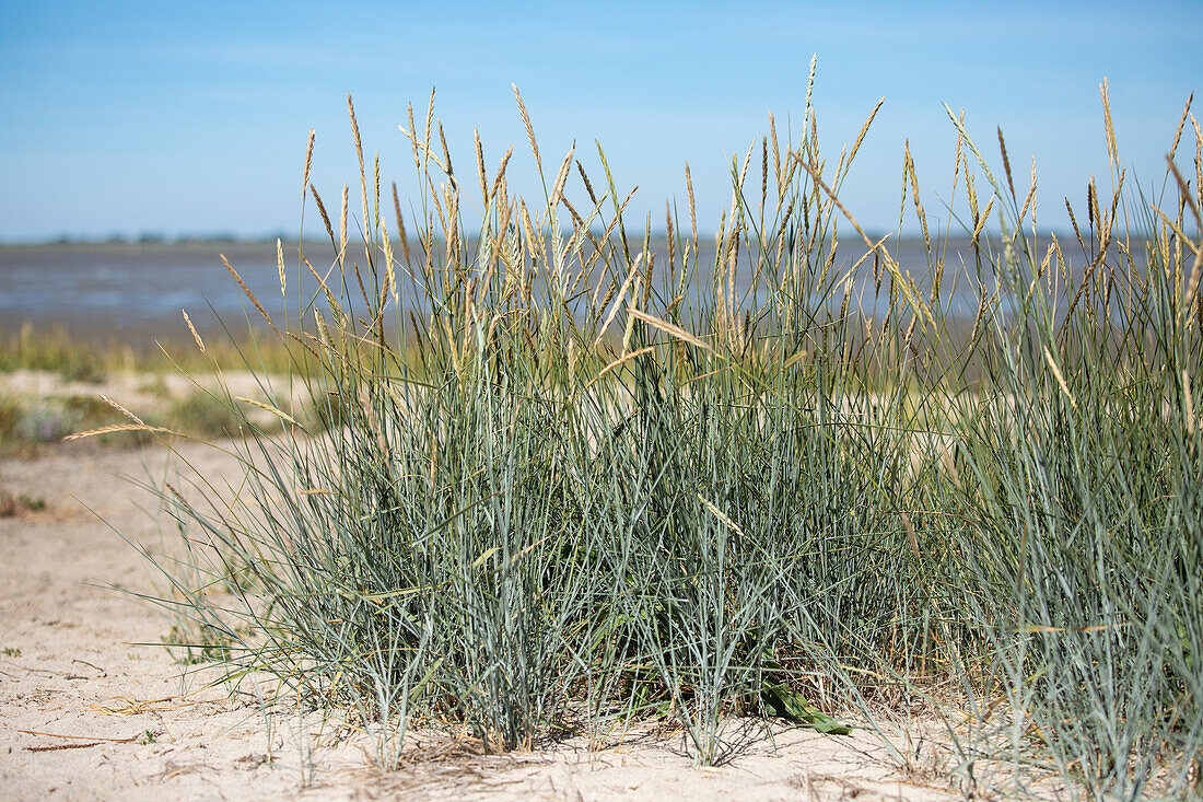 Ammophila