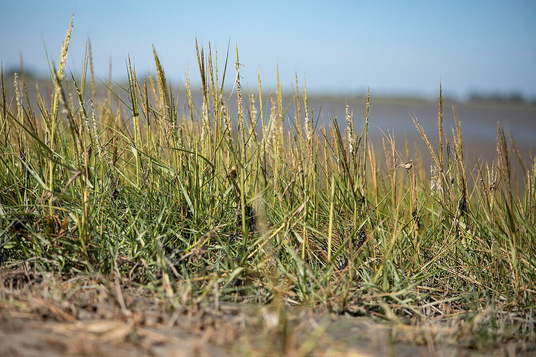 Dune plants