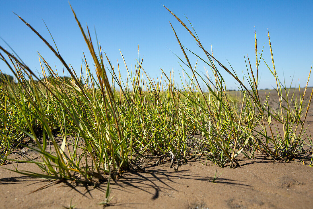 Ammophila arenaria