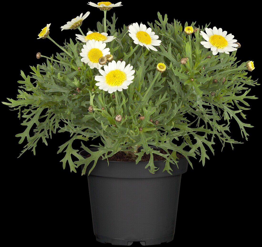 Argyranthemum frutescens, white