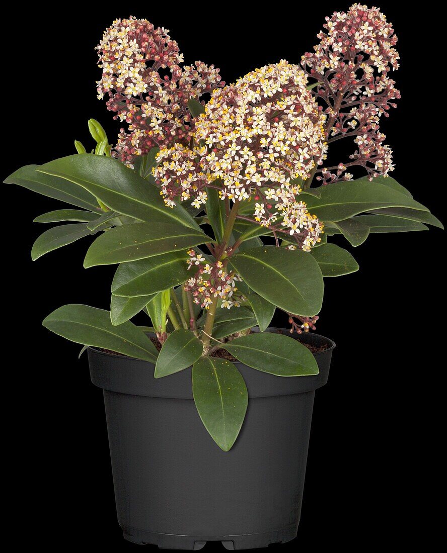 Skimmia japonica 'Rubella'