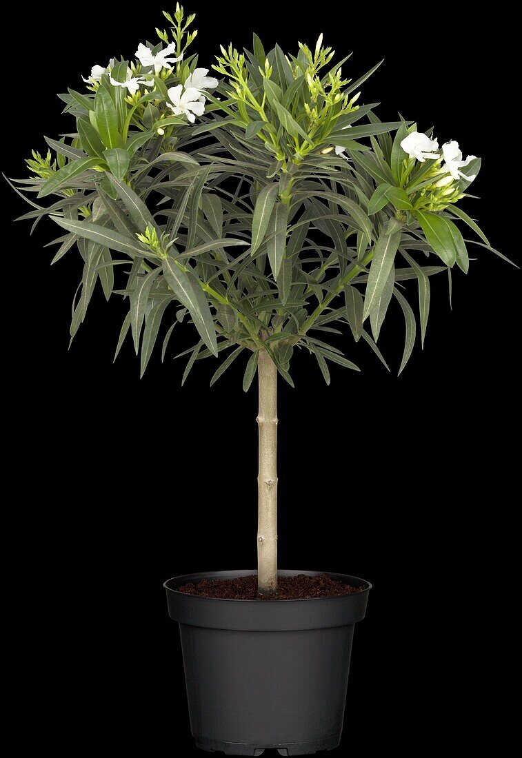 Nerium oleander