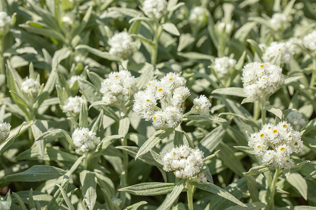 Anaphalis margaritacea