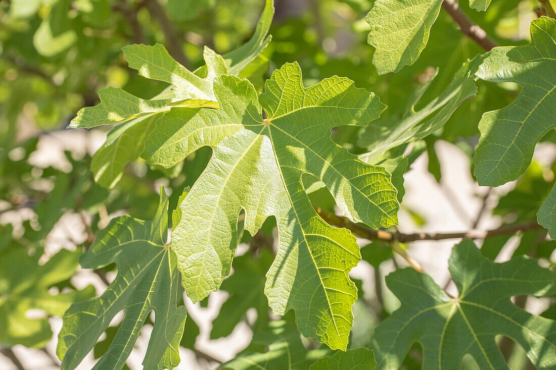 Ficus carica