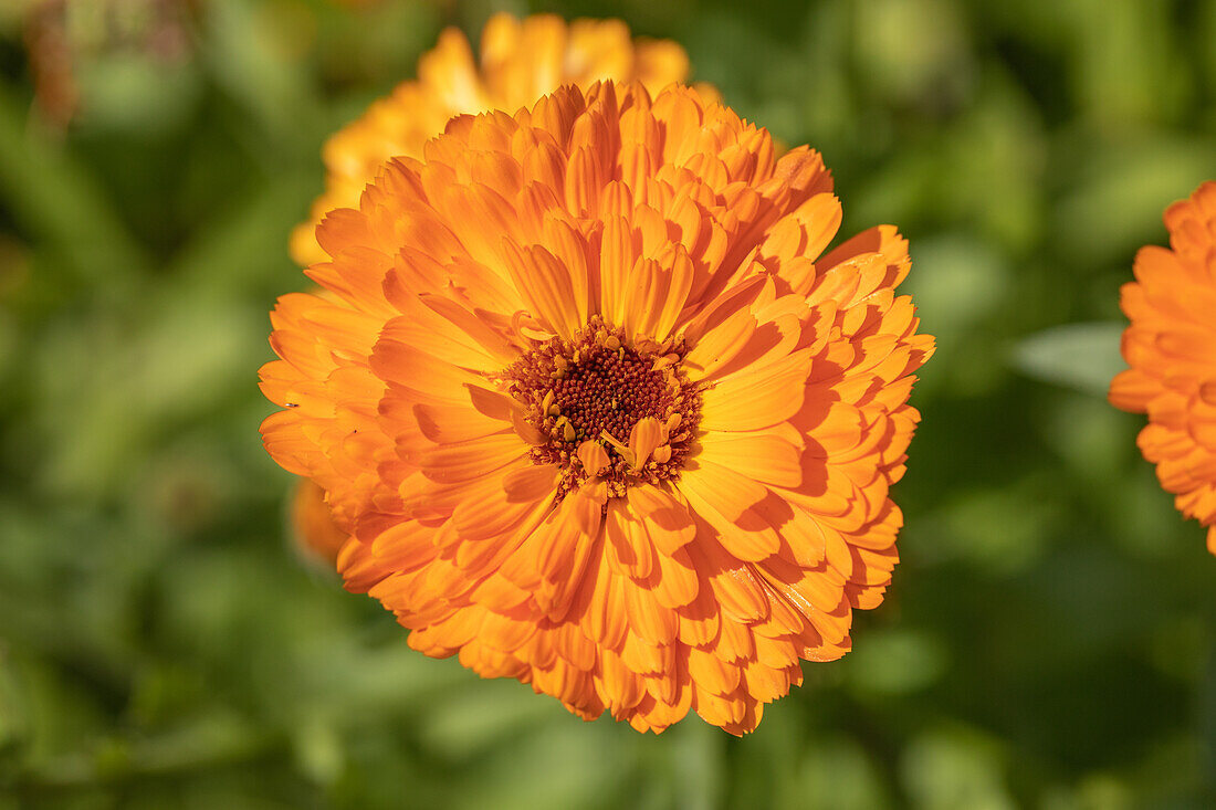 Calendula officinalis, stuffed