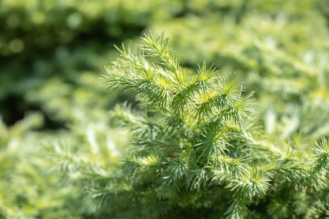 Larix kaempferi Wolterdingen