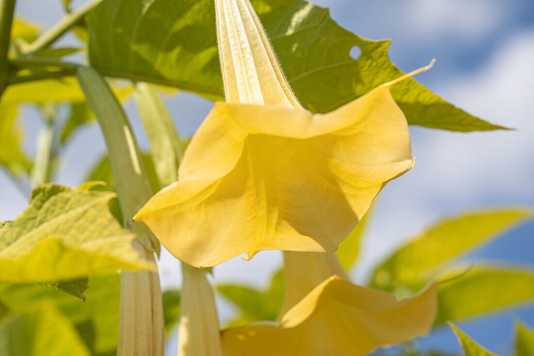 Brugmansia, gelb