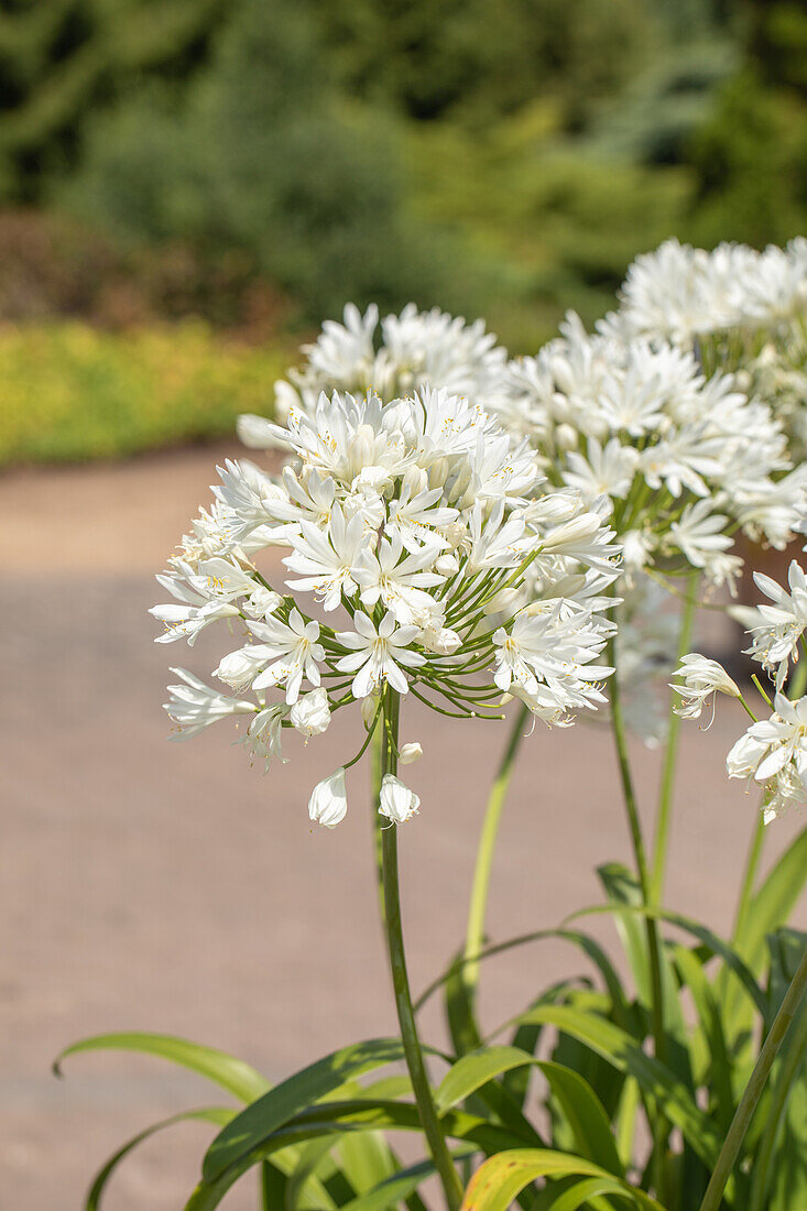 Agapanthus africanus, white