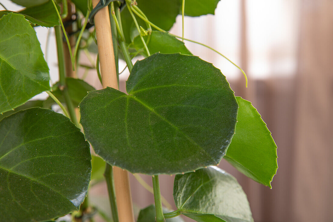 Cissus rhombifolia 'Ellen Danica'