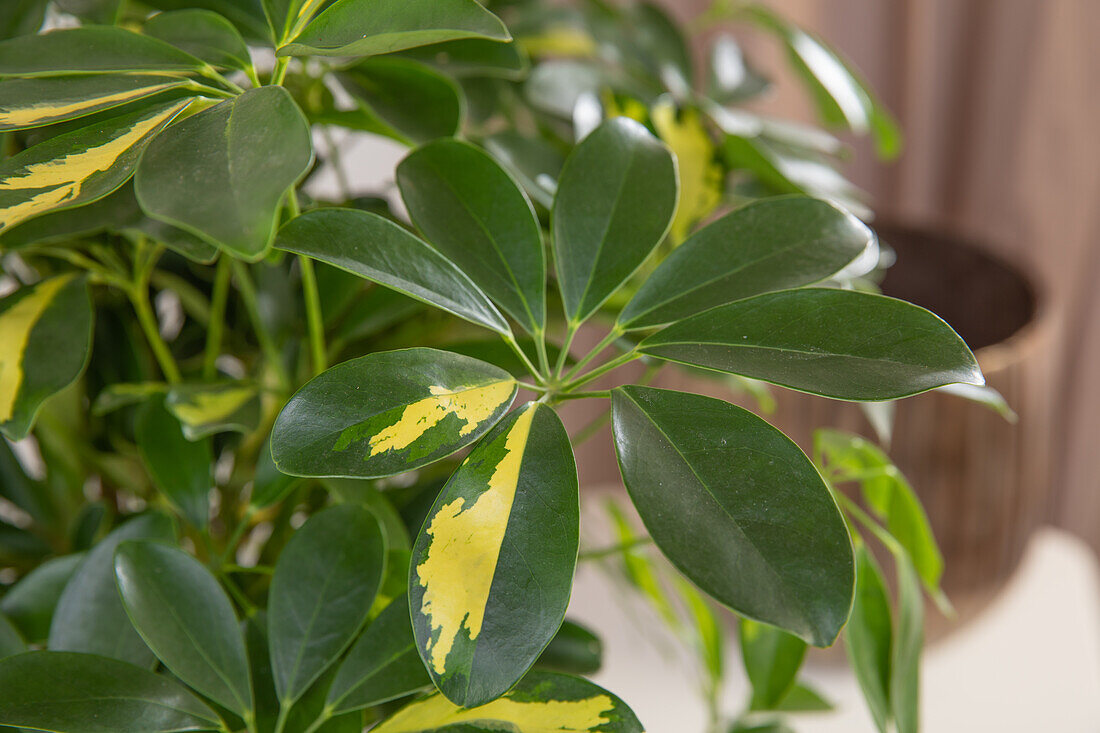 Schefflera arboricola 'Amate'