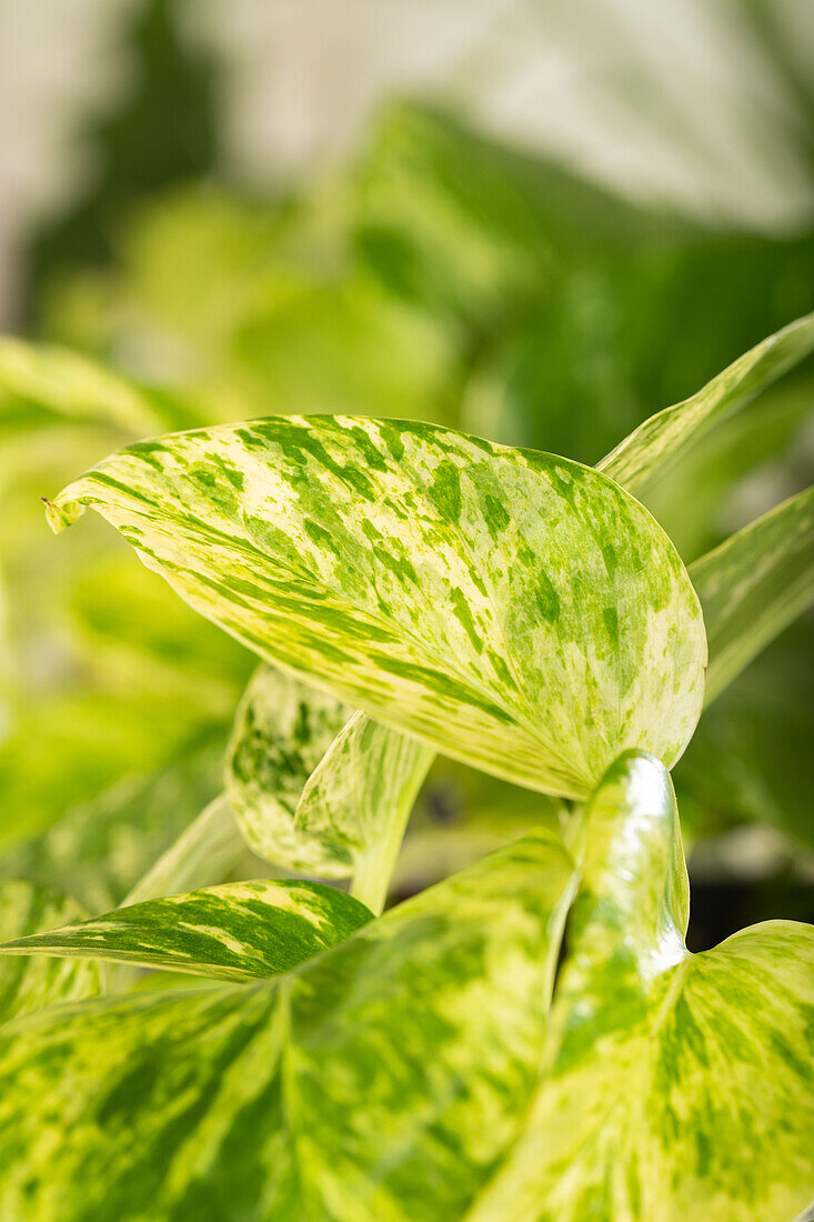 Epipremnum pinnatum 'Marble Queen