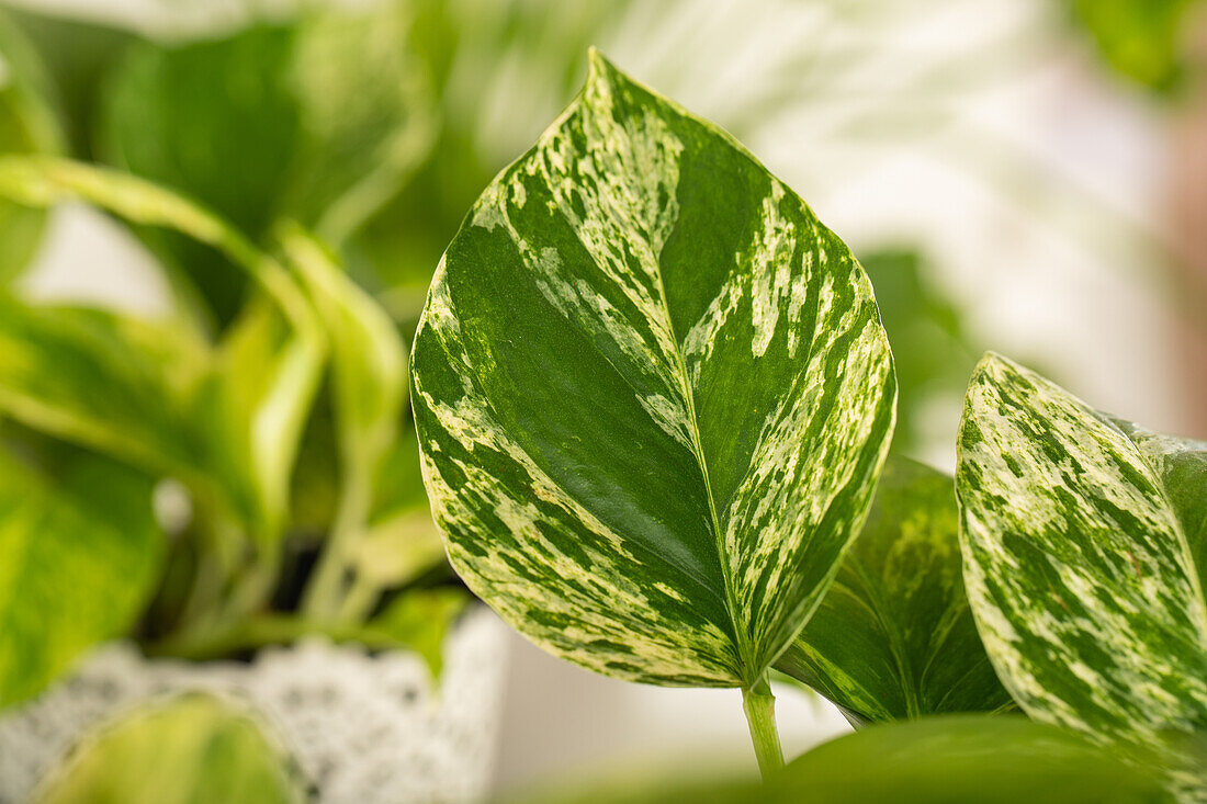 Epipremnum pinnatum 'Marble Queen'