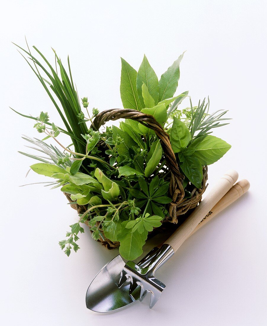 Assorted Herbs in a Basket with Garden Tools