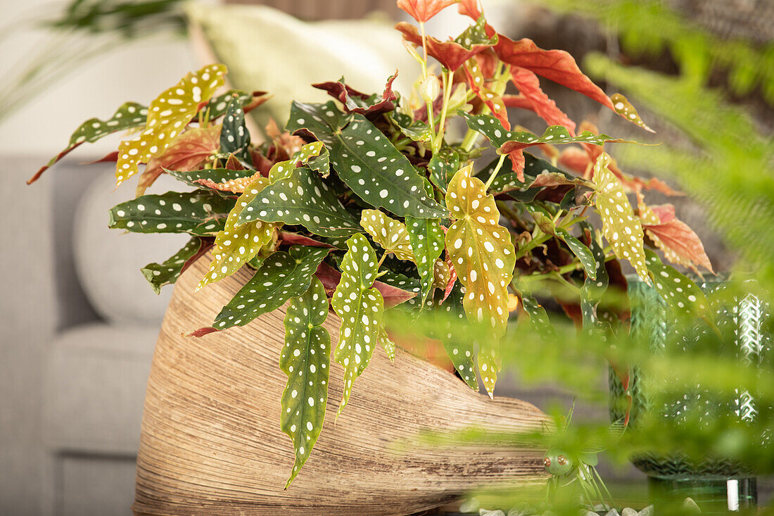 Begonia maculata