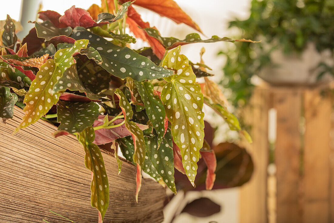 Begonia maculata