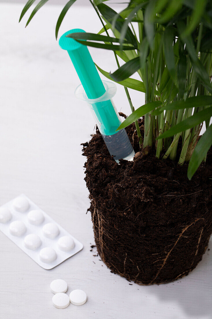Plant doctor - plant with syringe and tablet