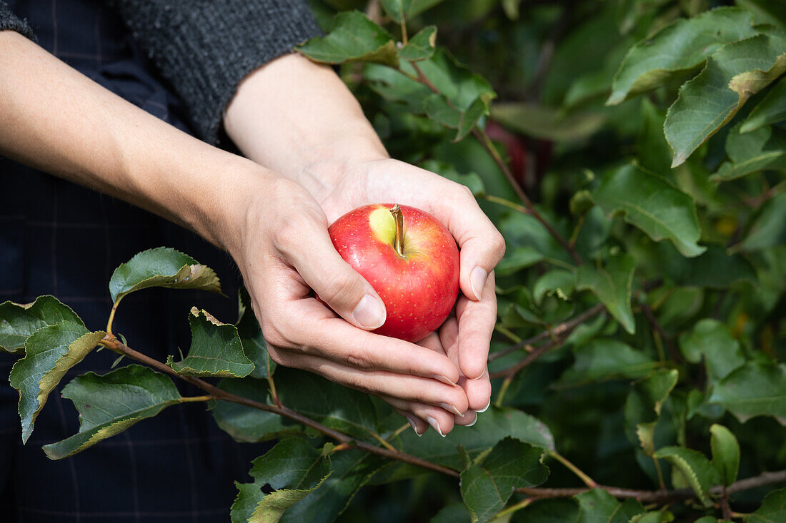 Apfel in der Hand