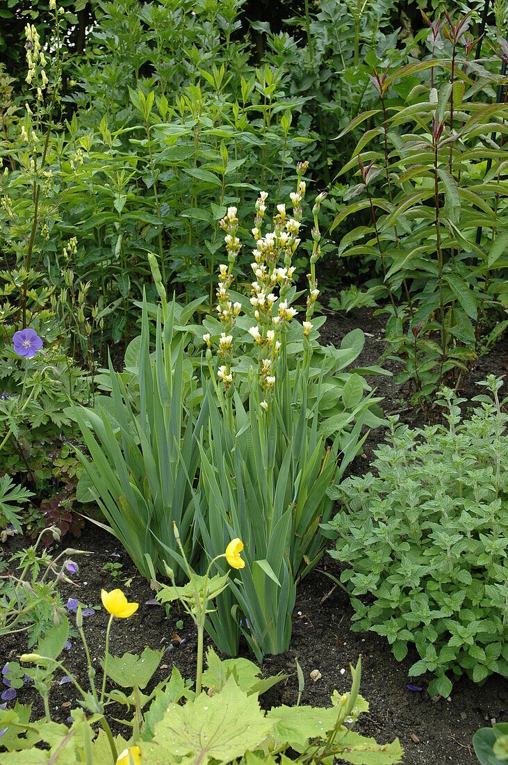 Asphodeline lutea