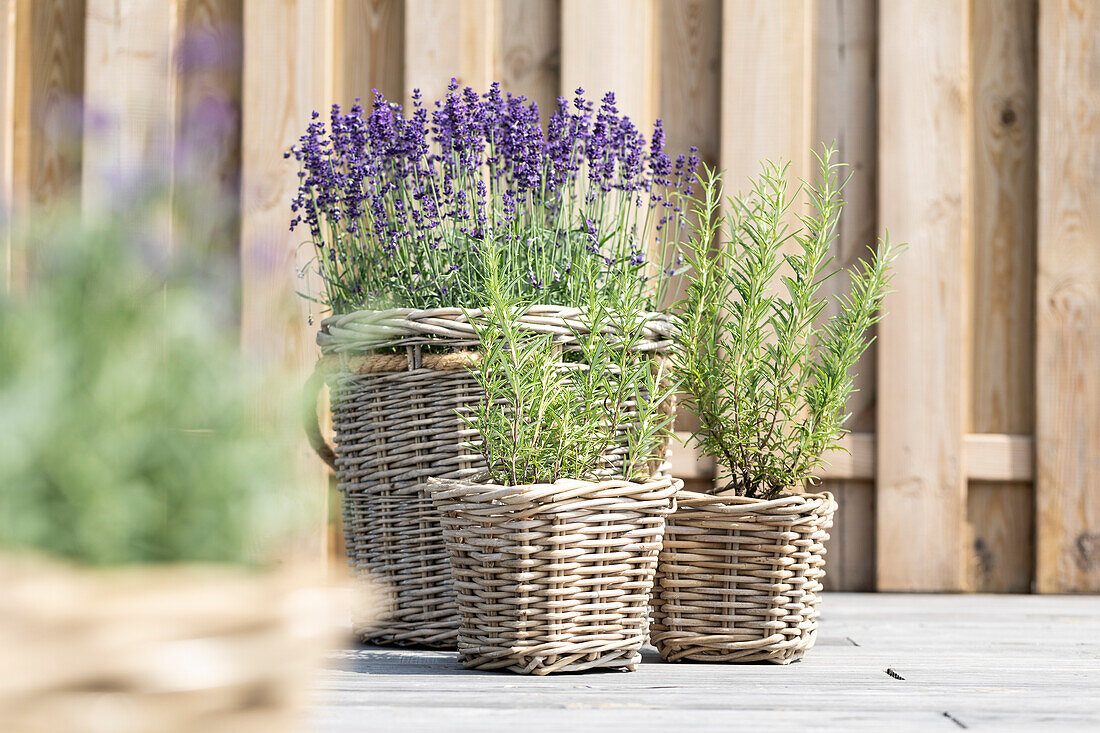 Rosmarinus officinalis, Lavandula angustifolia