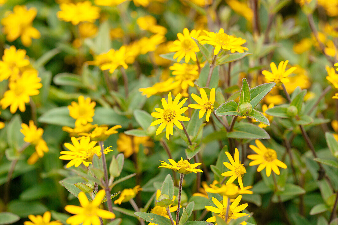 Sanvitalia procumbens Superbini