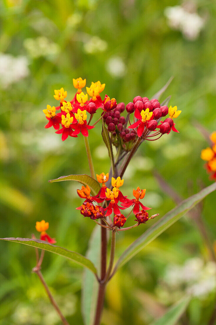 Asclepias curassavica