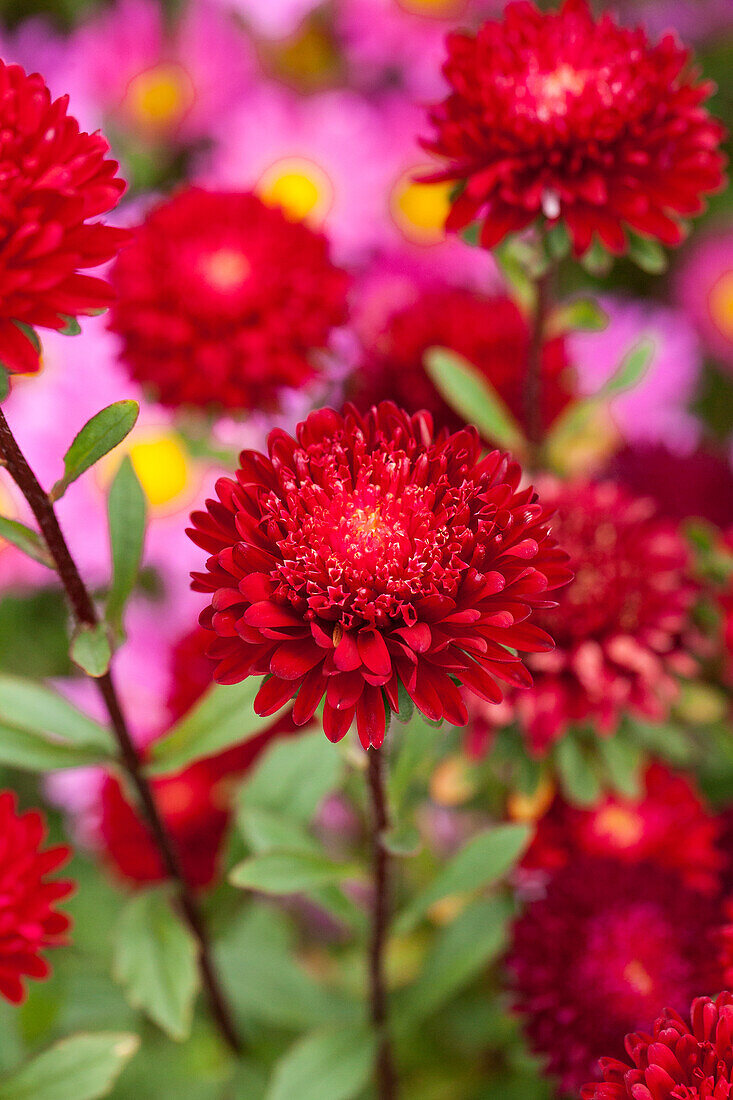 Callistephus chinensis 'Princess', red