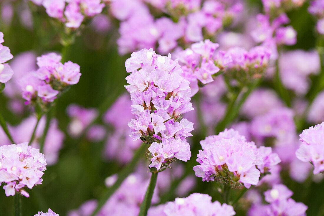 Limonium sinuatum 'Pastel Shades'