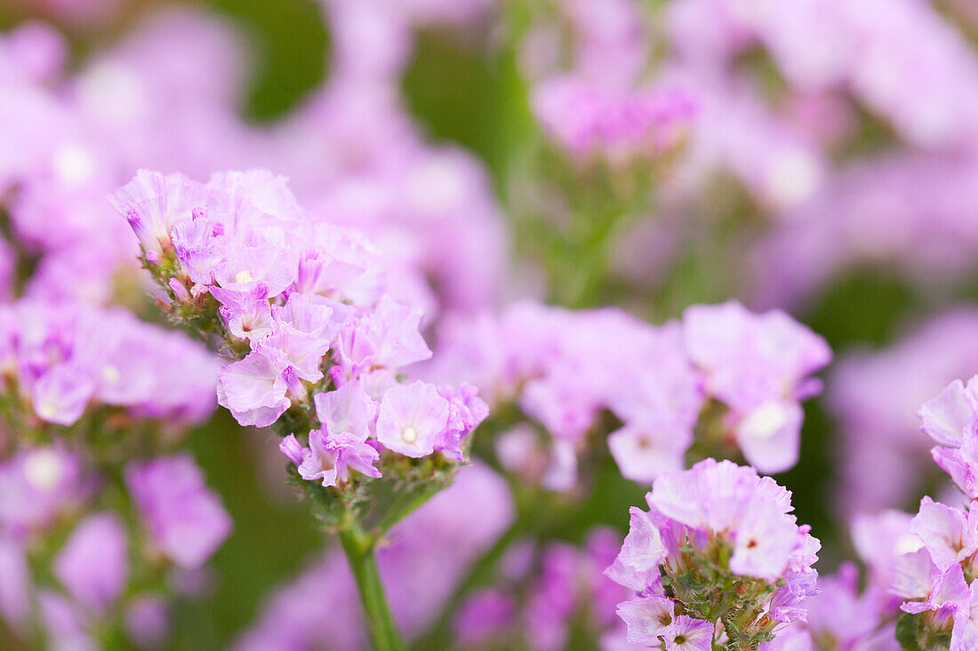 Limonium sinuatum 'Pastel Shades'