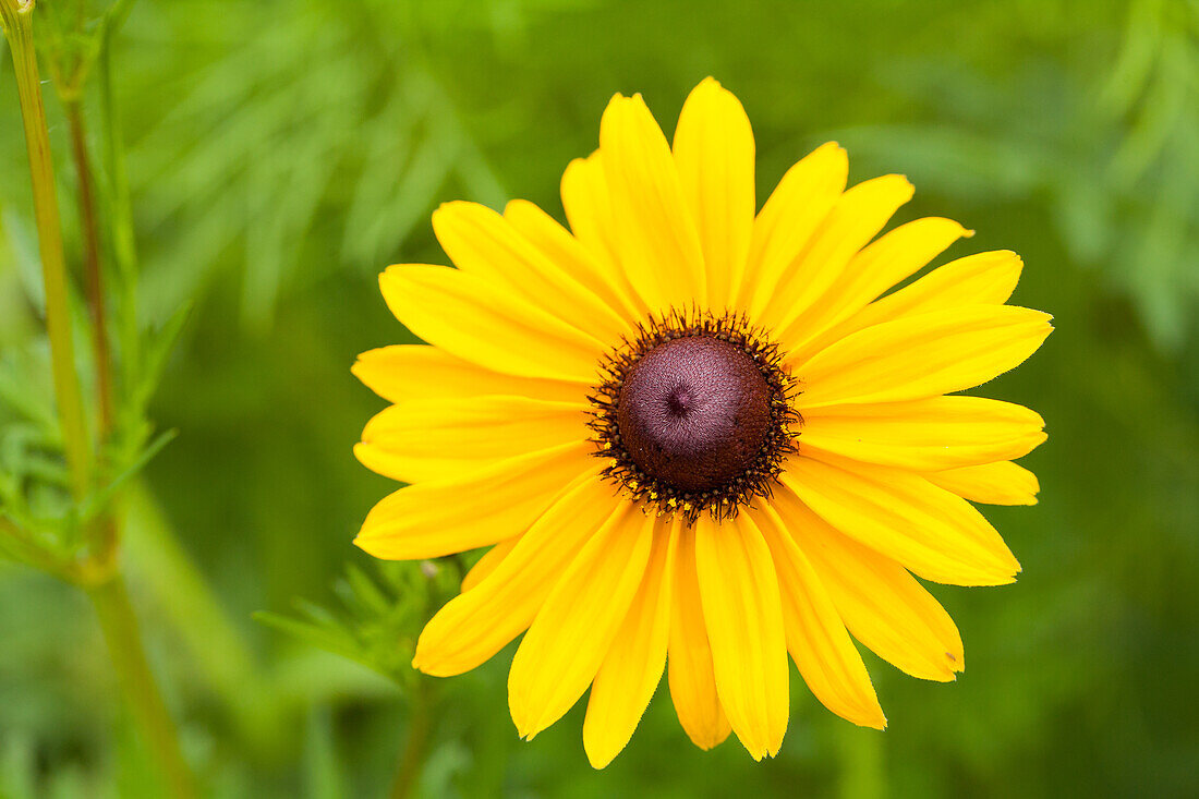 Rudbeckia