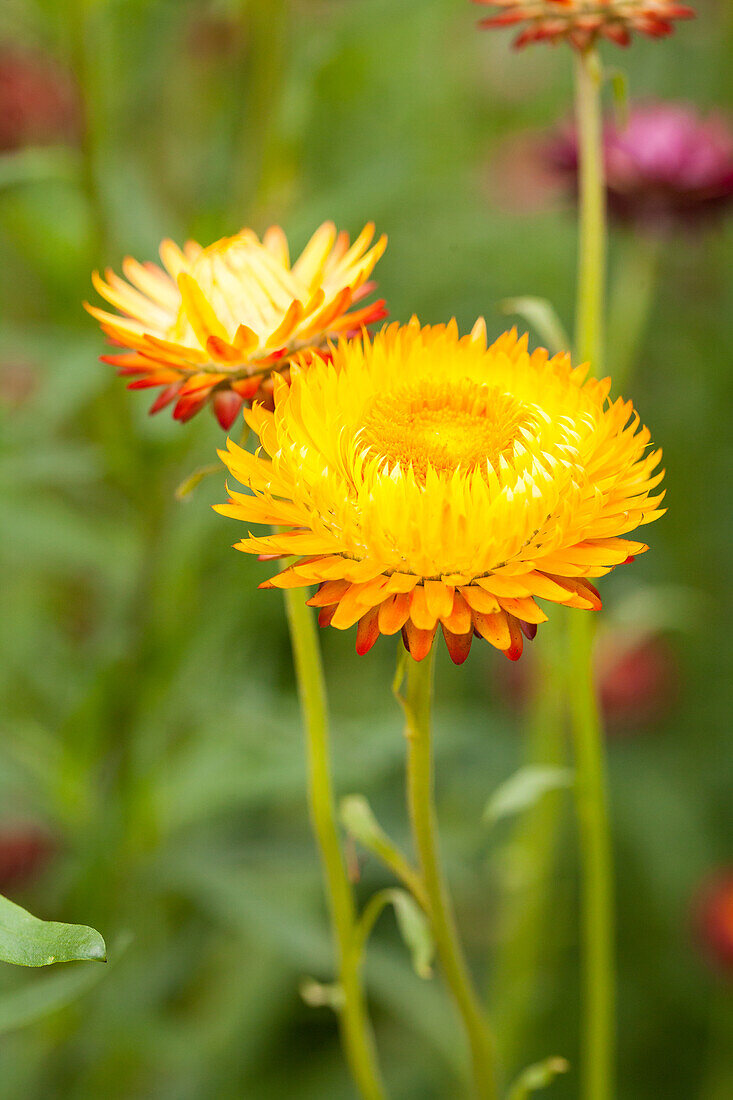 Helichrysum bracteatum, yellow