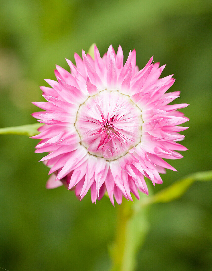 Helichrysum bracteatum Silvery Rose