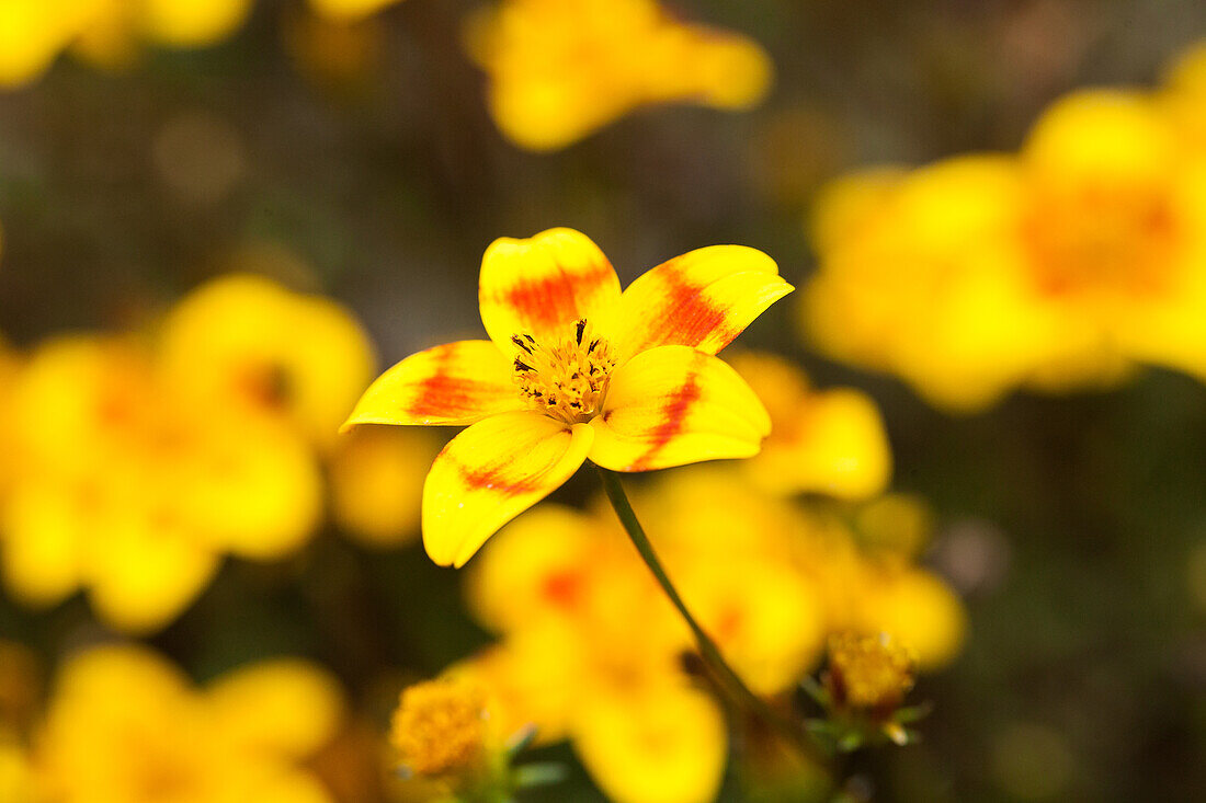Bidens ferulifolia BeeDance® Painted Yellow
