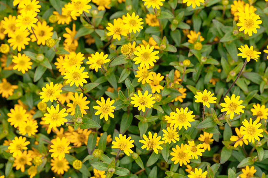 Sanvitalia procumbens Queen of Sunlight