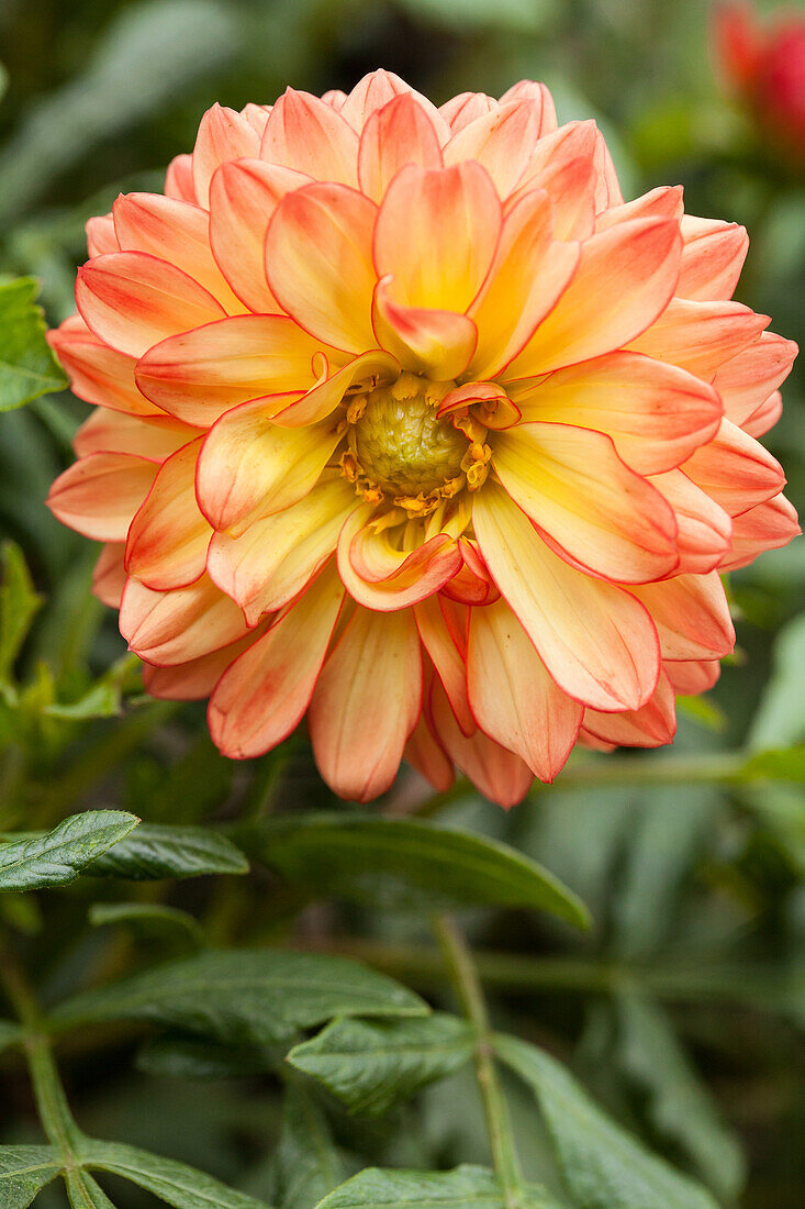 Dahlia x hortensis, orange