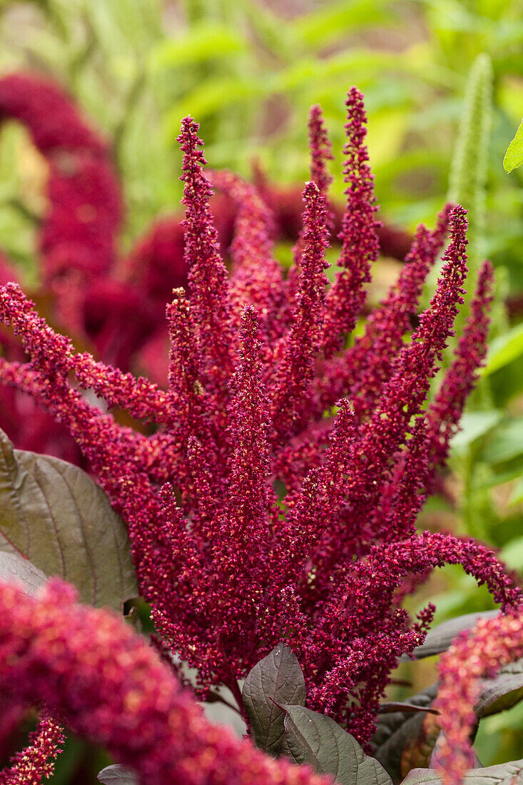 Amaranthus tricolor 'Red Callaloo'