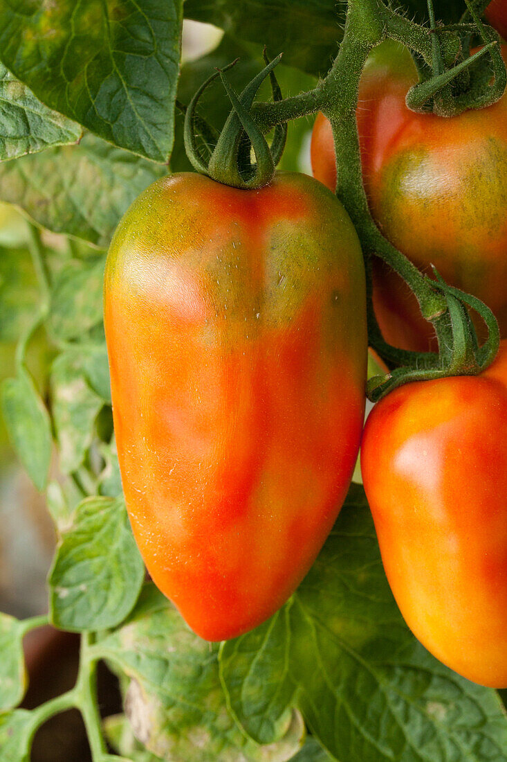 Solanum lycopersicum 'San Marzano'