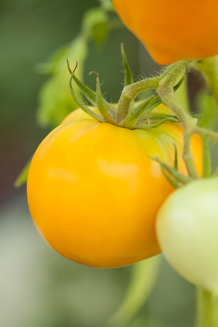 Solanum lycopersicum, gelb