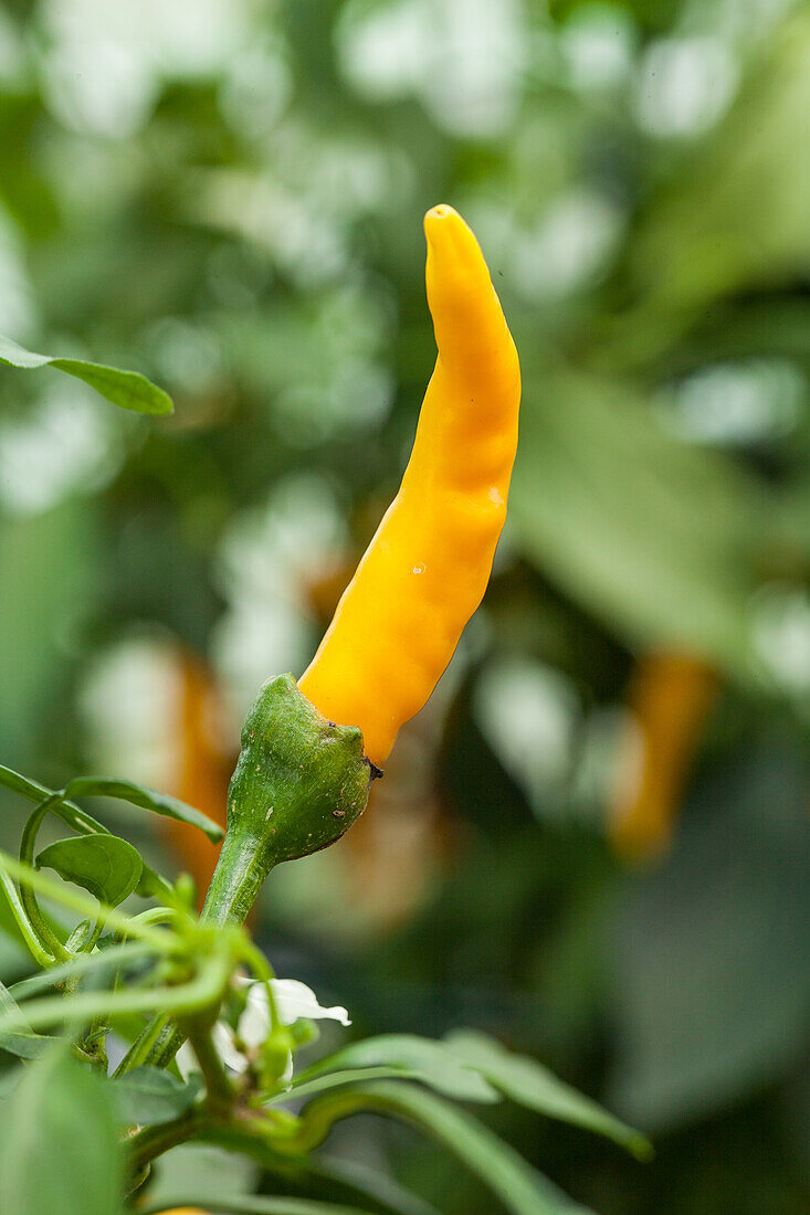 Capsicum baccatum 'Lemon Drop