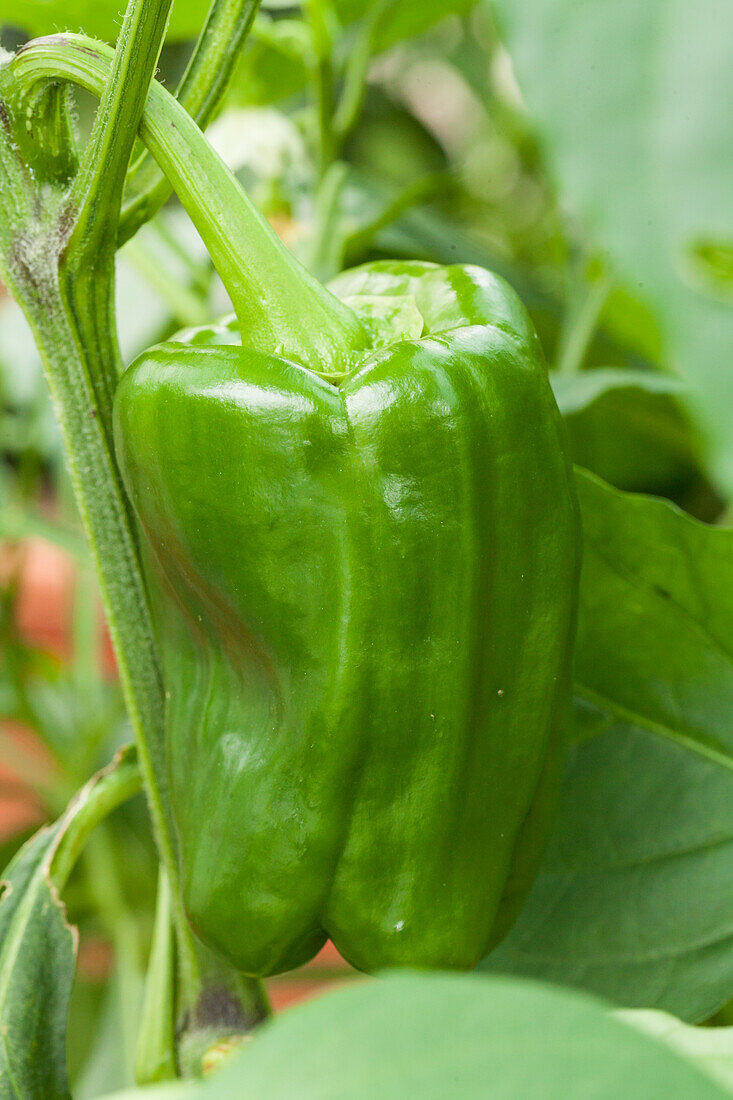 Capsicum annuum 'Californian Wonder