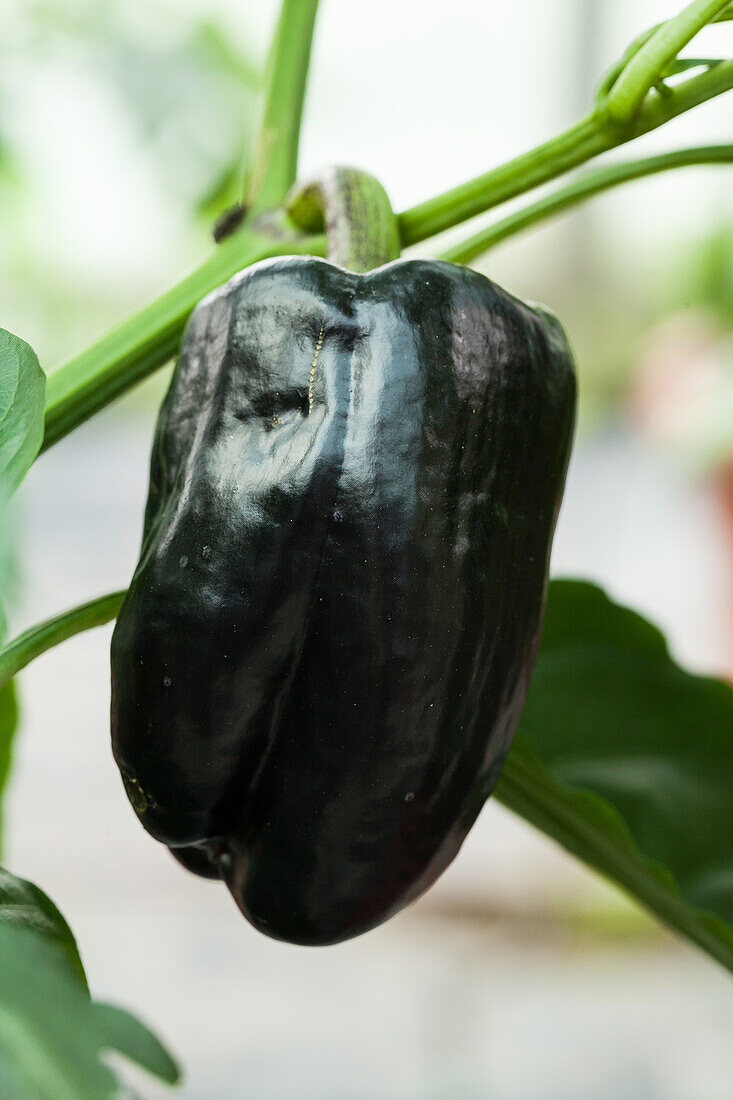 Capsicum annuum 'Cardinal'